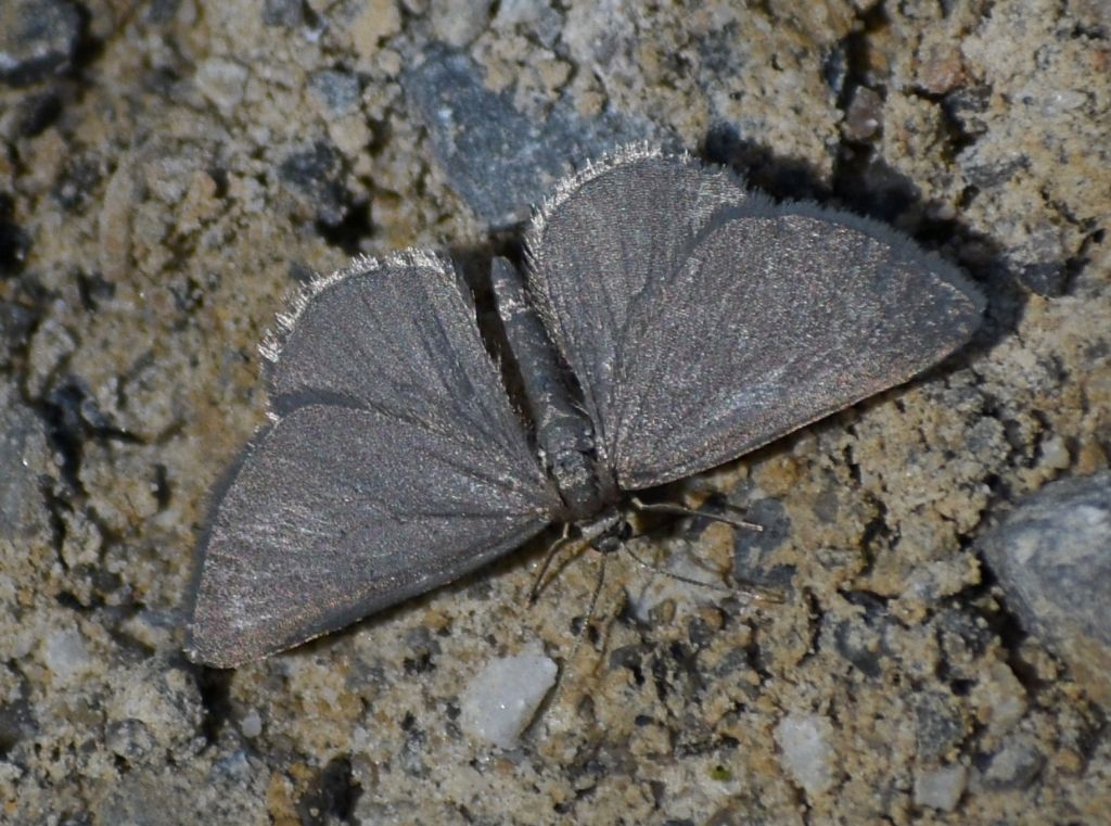 Odezia atrata - Geometridae. No, Minoa murinata